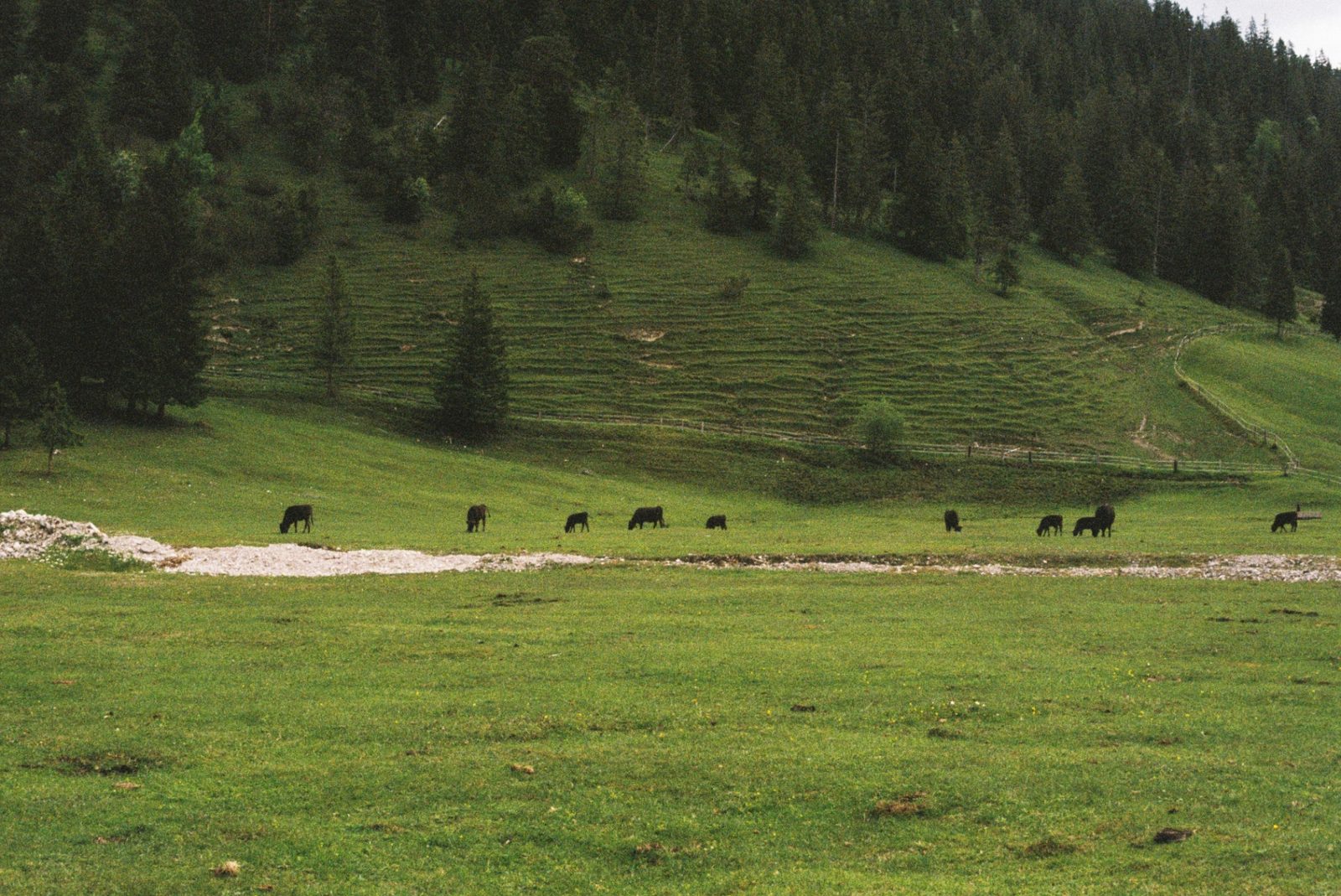 A line of dark cattle grazing on a green meadow below a terraced slope and dense pine forest.