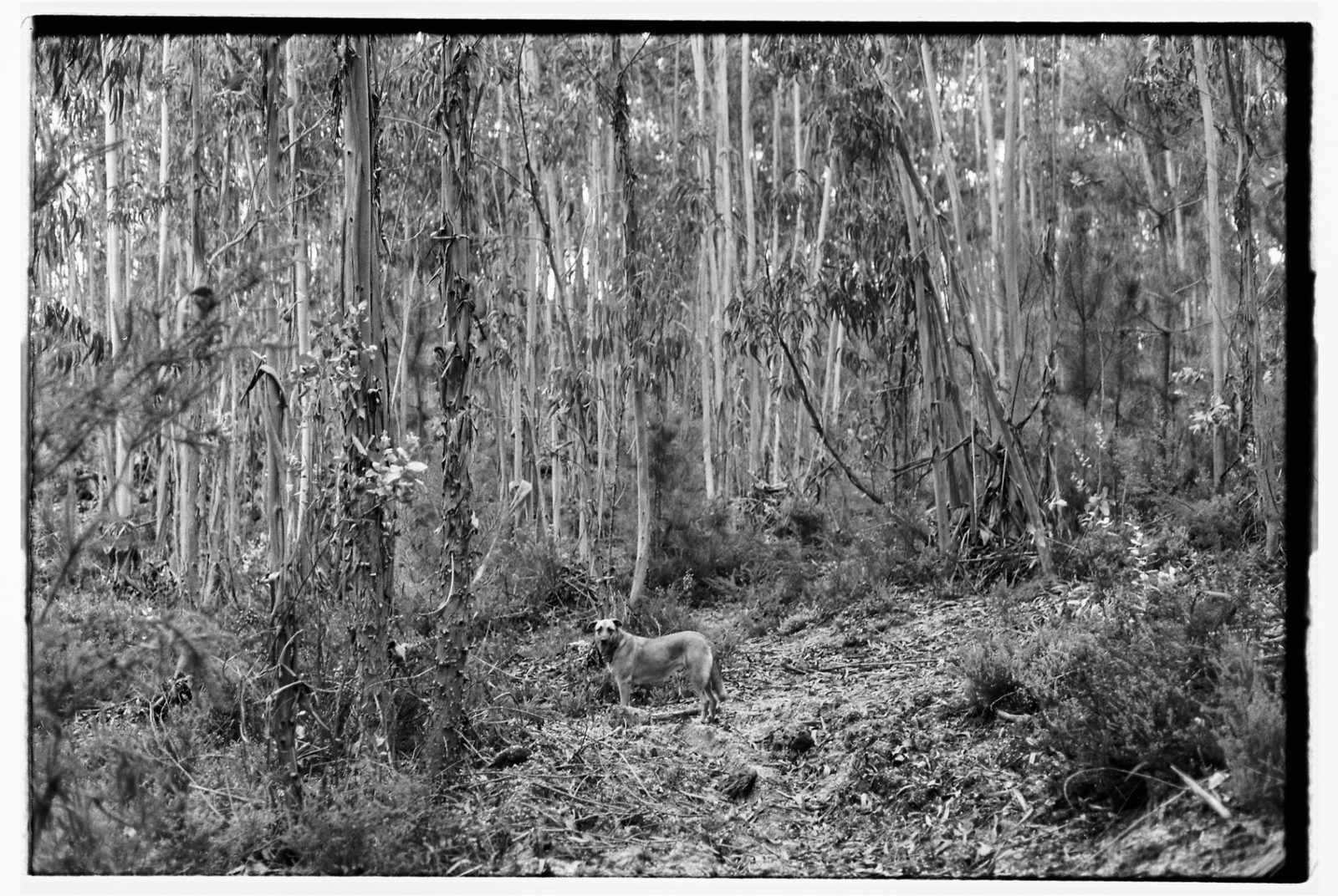 Black-and-white photograph of a dog standing on a forest path surrounded by tall eucalyptus trunks.