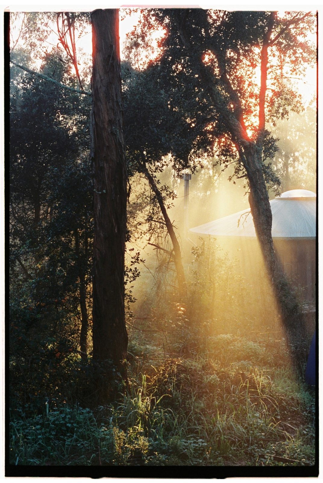 Sunbeams cutting through tall woodland trees onto dewy ground, the edge of a round structure at the side.
